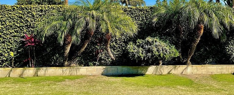 Backyard at 16622 Tiber Ln with a tall privacy hedge along the rear line, mature palms running the perimeter wall, and a level grass lawn ready for an ADU or pool addition